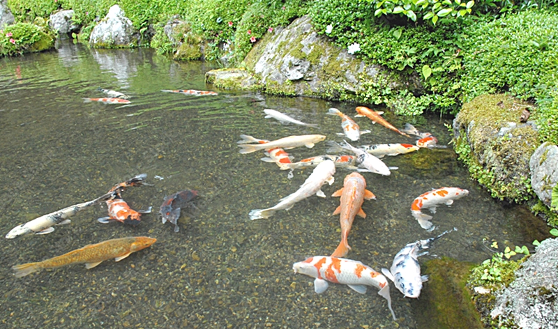 庭の鯉