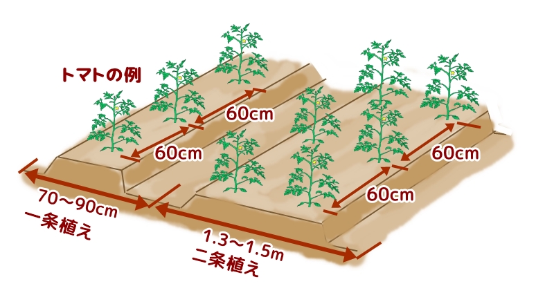 トマトの畝幅の例