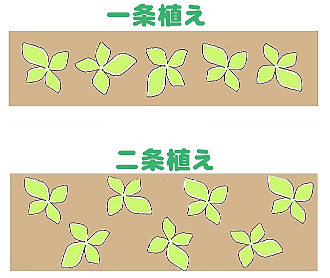 一条植えとニ条植え