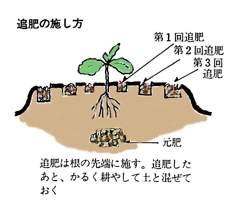 追肥の施し方