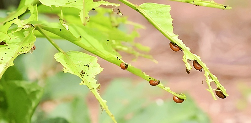 病気や害虫