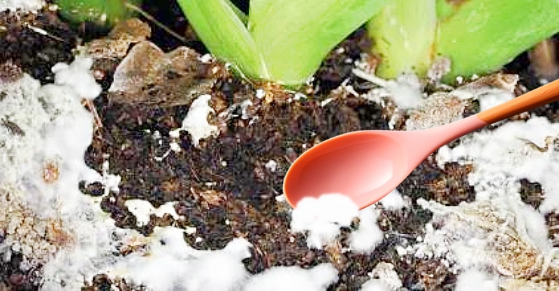 白いカビを除去する様子