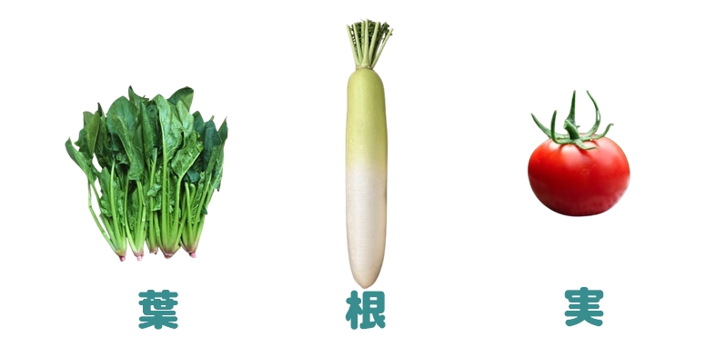 野菜の種類