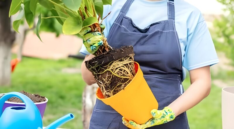 鉢から植物を取り出す