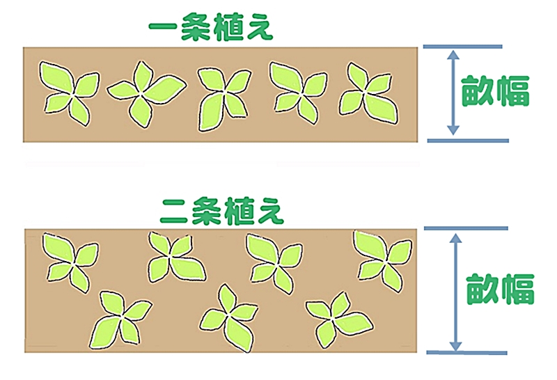 一条育てる場合と二条で育てる場合