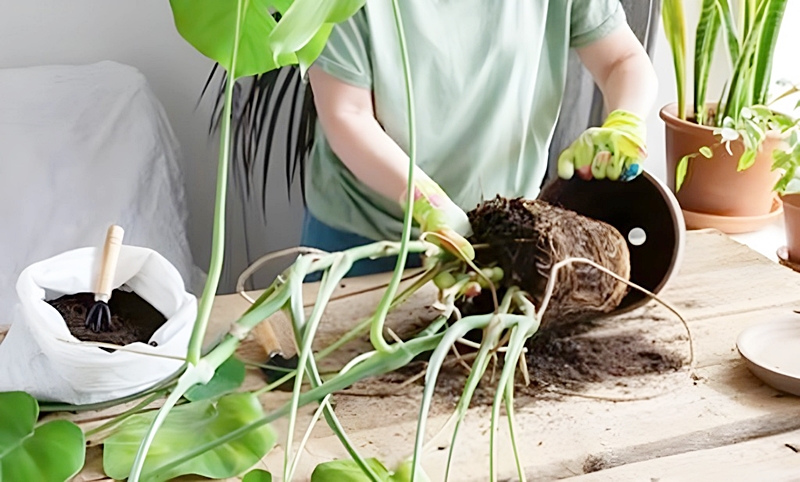 鉢から観葉植物を取り出す様子