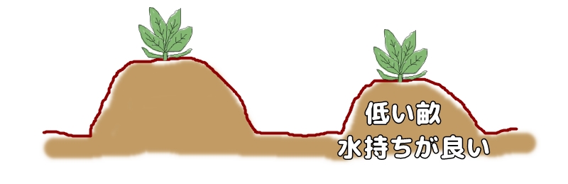 低い畝は水持ちが良い