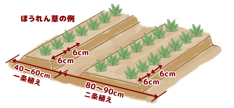 ほうれん草の畝幅の例