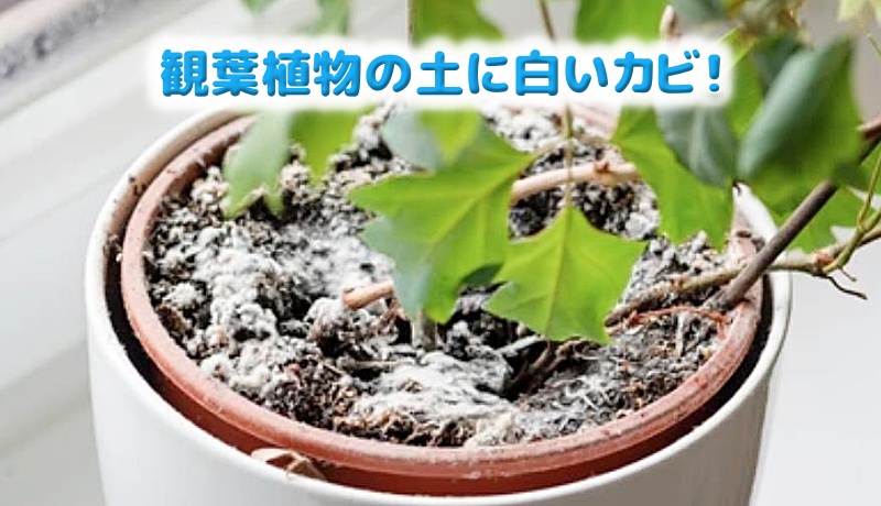 観葉植物の土にある白いカビ