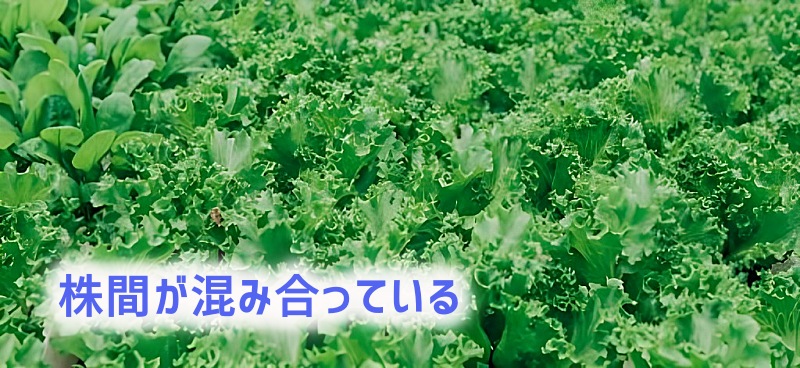 混みあっている野菜