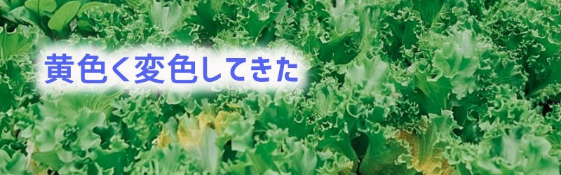 葉っぱが黄色くなって来た様子