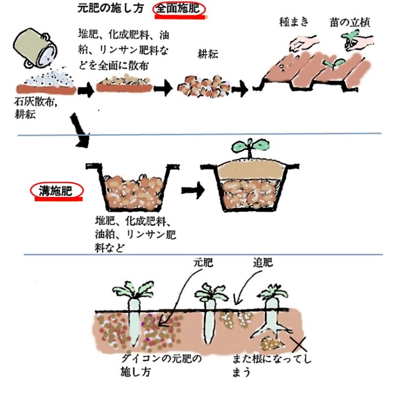 肥料のやり方