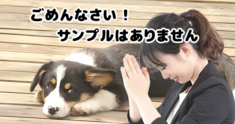 サンプルはありません