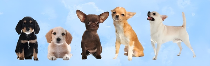 犬種