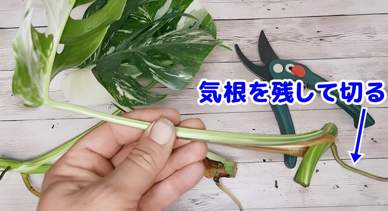 カットしたモンステラの様子