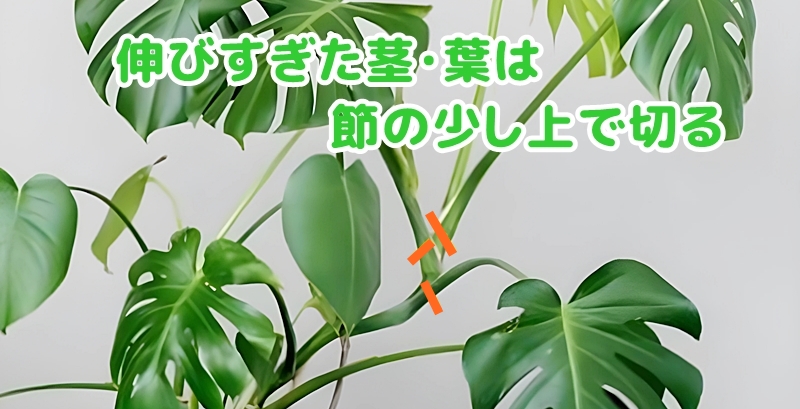 節のすぐ上でカットする