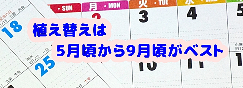 5月頃から9月頃までが植え替えのベストシーズン