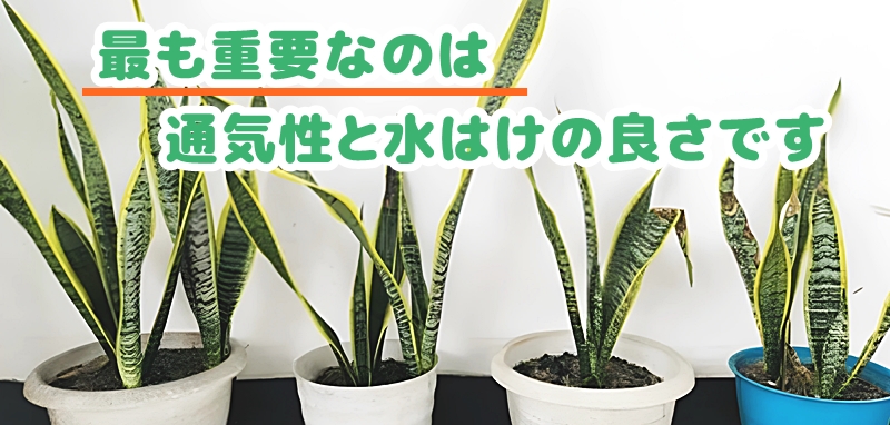 最も重要なのは通気性と水はけの良さです