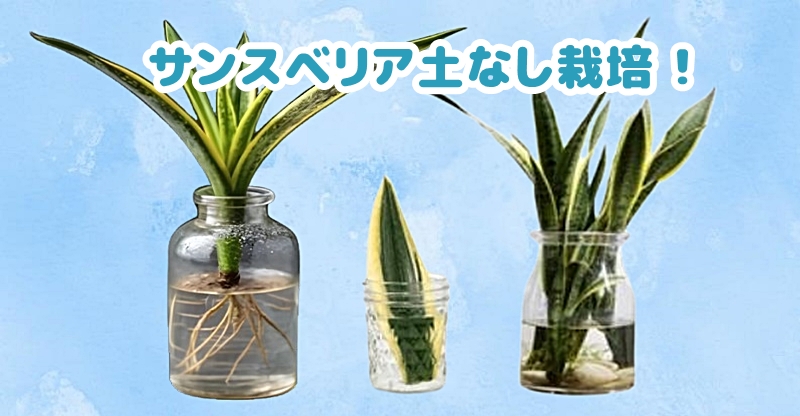 サンスベリア水耕栽培