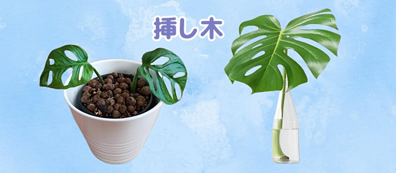 モンステラの挿し木の様子