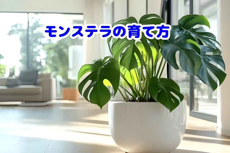 モンステラの育て方