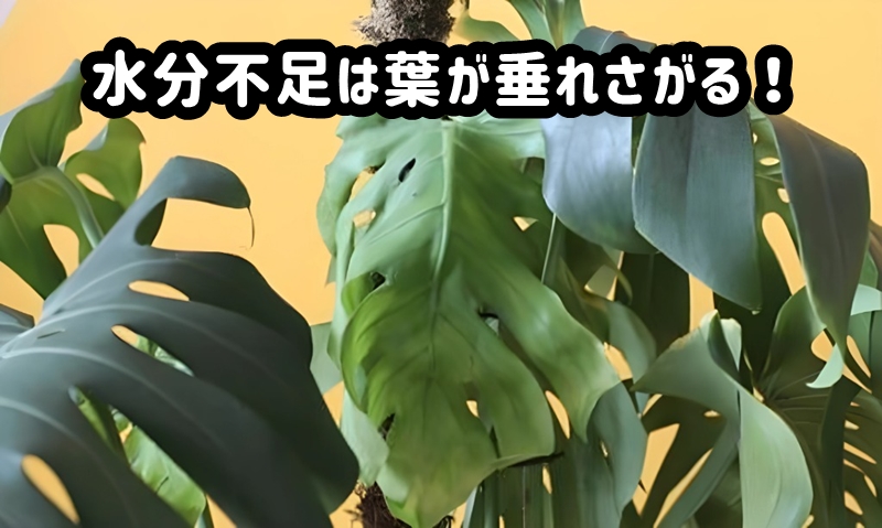 水分不足のモンステラ
