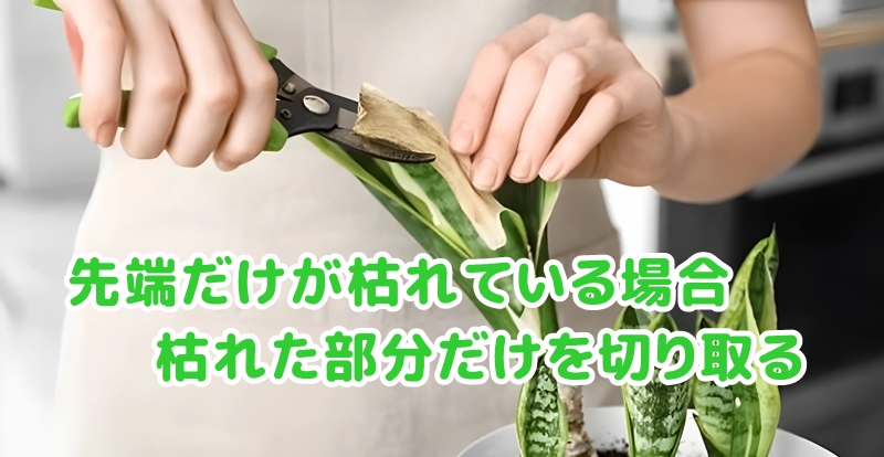 先端だけが枯れている場合枯れた部分だけを切り取る
