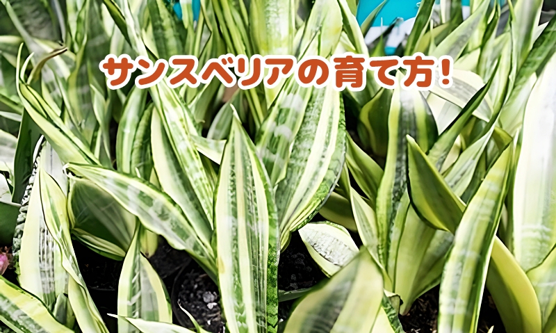 サンスベリア