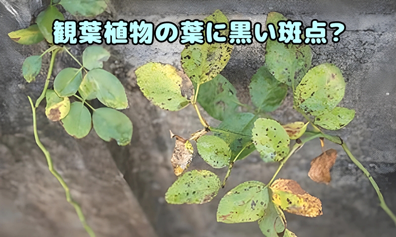 観葉植物の葉に黒い斑点