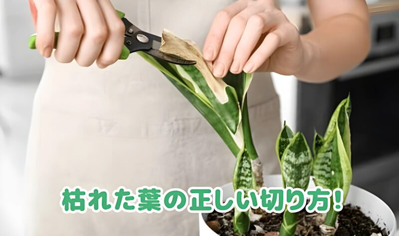 サンスベリアの枯れた葉を切る様子