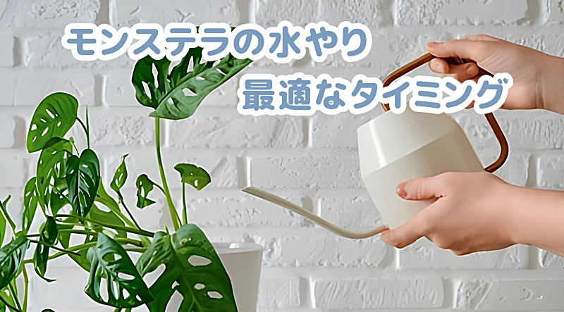 モンステラの水やりの最適なタイミング