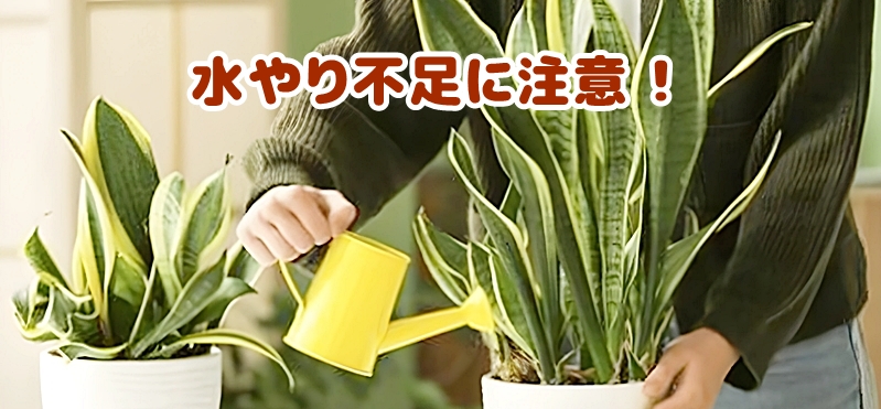 水やり不足に注意