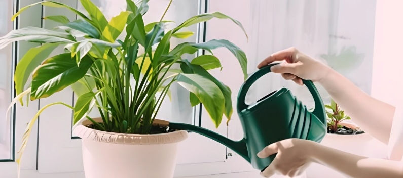 水やり