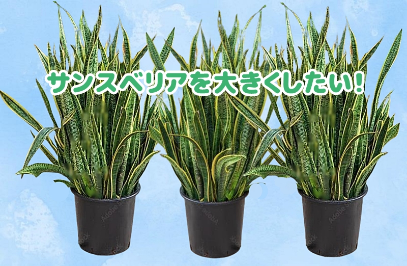 大きなサンスベリアの様子