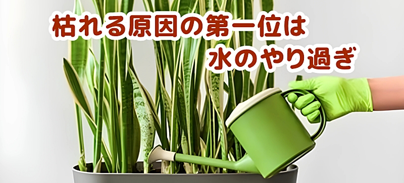 サンスベリヤに水をやる様子