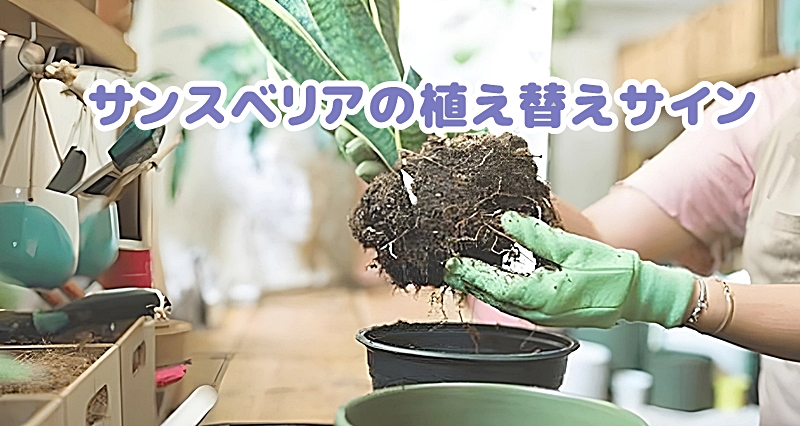 サンスベリアの植え替えサイン
