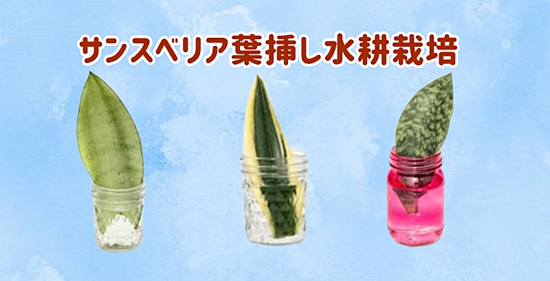 サンスベリアの葉挿し水耕栽培