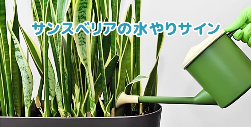 サンスベリアに水をやる様子