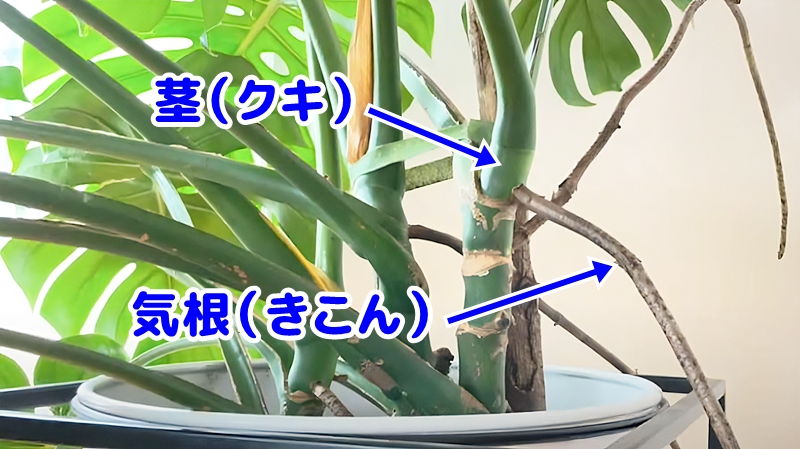 モンステラの気根