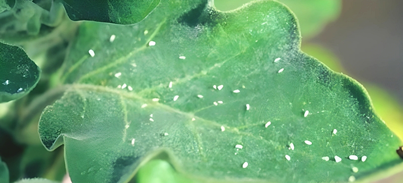 アブラムシやダニなどの小さな害虫