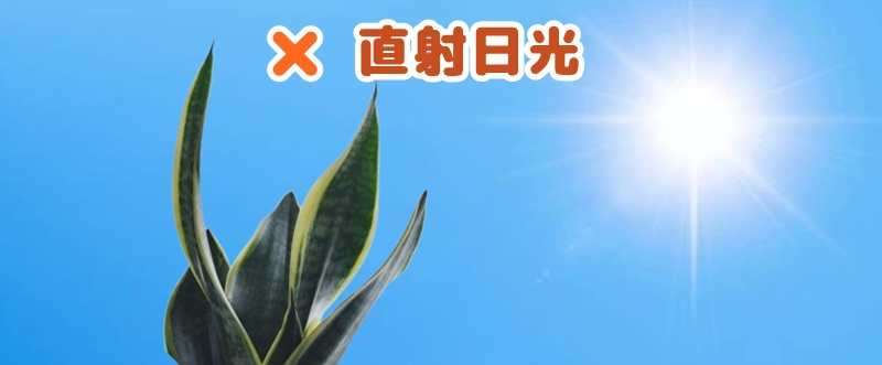 直射日光には当てない