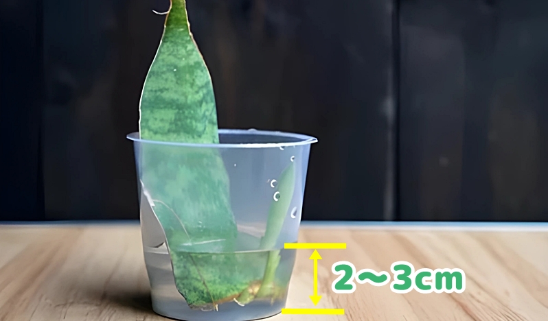 水に挿した様子