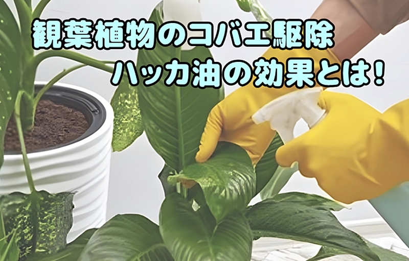 観葉植物のコバエ駆除にハッカ油を葉っぱにかける様子