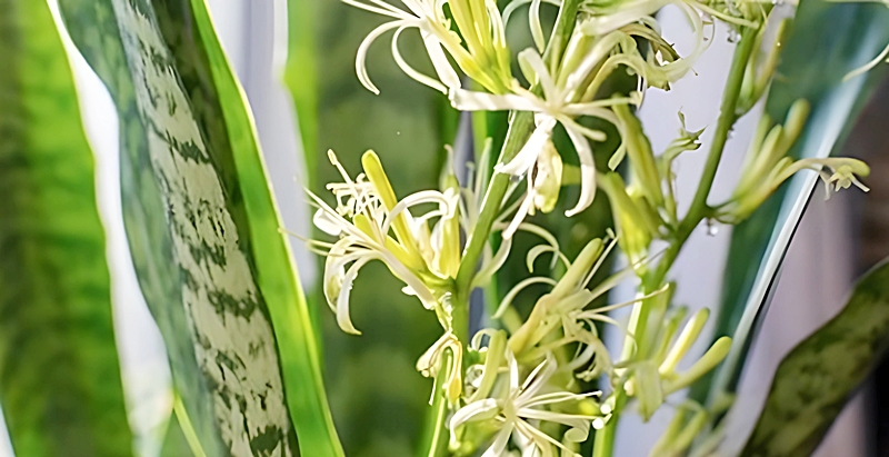 サンスベリアの花