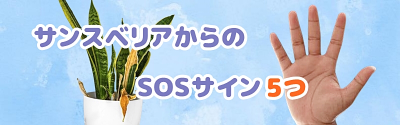 サンスベリアからのSOSサイン5つ