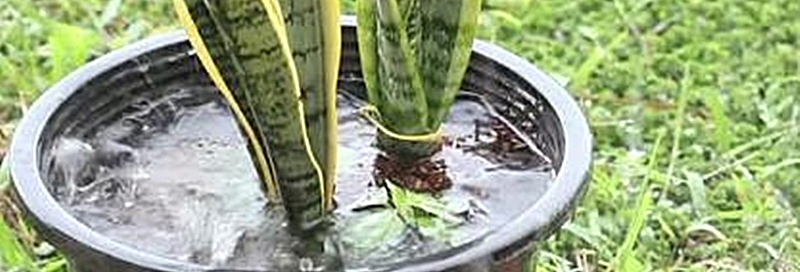 水やりしても水が染み込まない様子