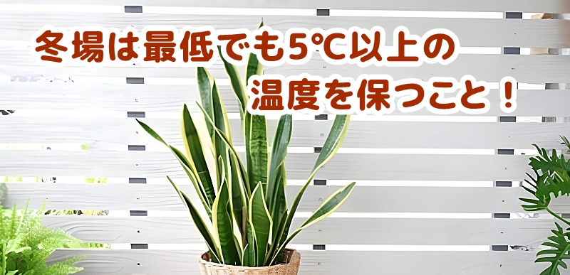 冬場は最低でも5℃以上の環境を保つように
