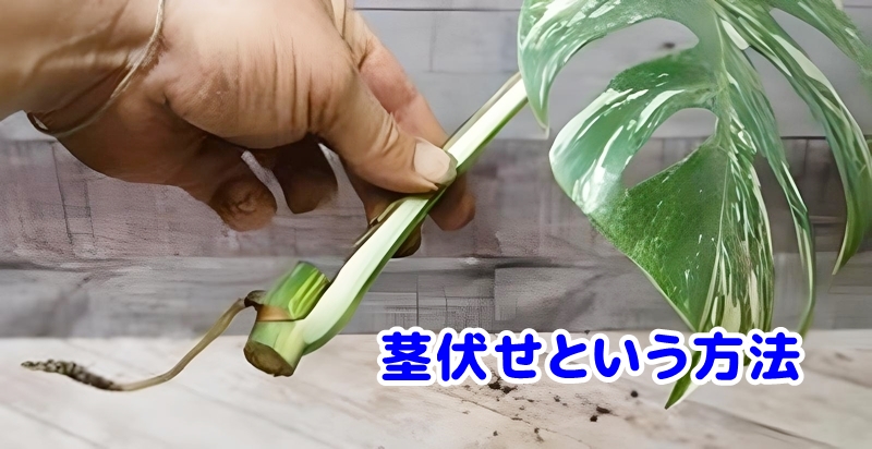 カットしたモンステラの様子