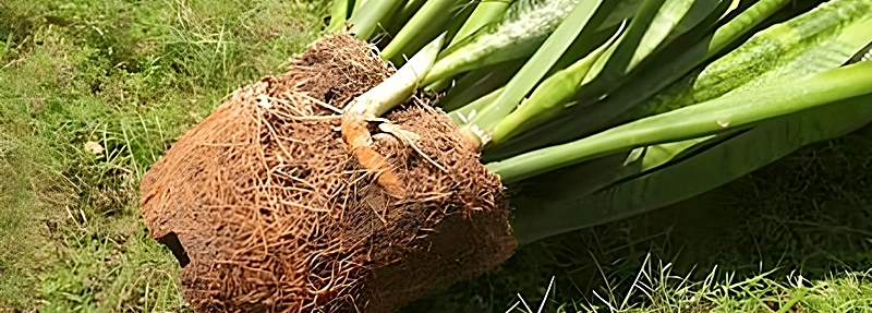 鉢の中で株がパンパンになっている様子