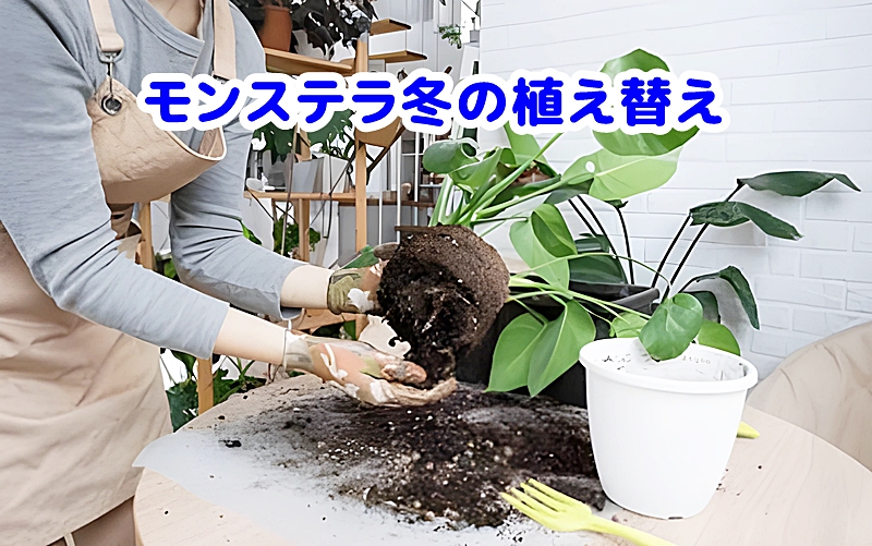 モンステラの植え替えの様子
